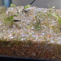 Acquario con gamberi 