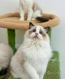 Ragdoll dolcissimi