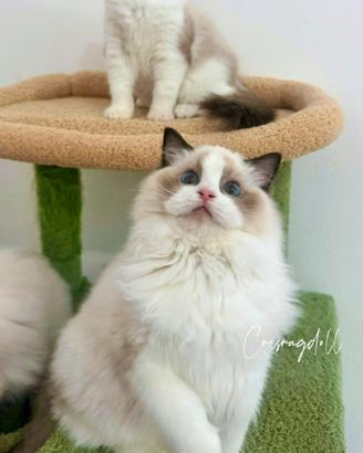 Ragdoll dolcissimi