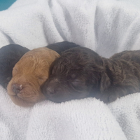 2 femminuccie barboncino toy