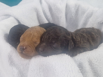 2 femminuccie barboncino toy