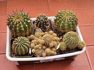 Lotto 6 Piante Lobivia