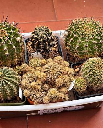 Lotto 6 Piante Lobivia