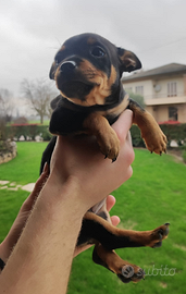 Incrocio pinscher