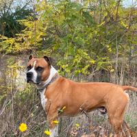 American terrier pitbull