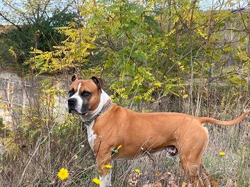 American terrier pitbull