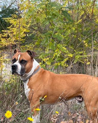 American terrier pitbull