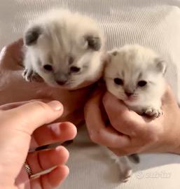 British/ Scottish fold gattini