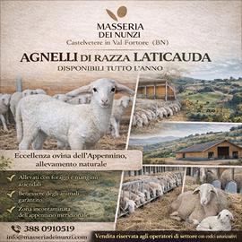 Vendita agnelli Laticauda