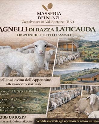 Vendita agnelli Laticauda