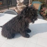 Disponibile cucciolo di Barboncino nano