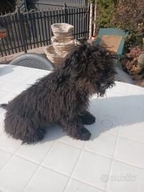 Disponibile cucciolo di Barboncino nano