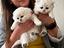 Immagine 1