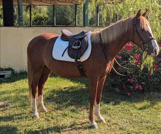 Super pony