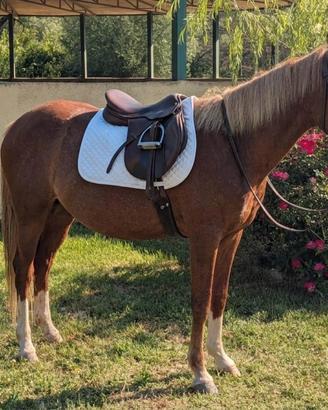 Super pony