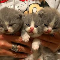 Cuccioli british shorthair