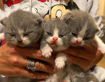 Cuccioli british shorthair