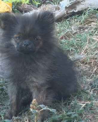 Spitz tedesco nano