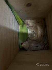 Coppia parrocchetti dal collare