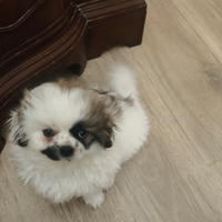 Cucciolo pechinese