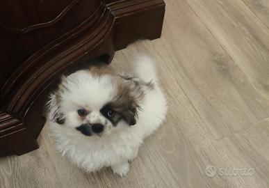 Cucciolo pechinese