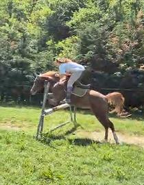 Pony olandese