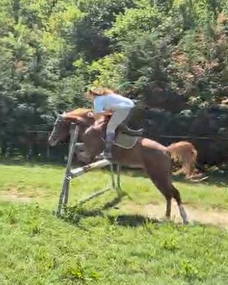 Pony olandese