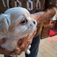 Chihuahua cuccioli con pedigree Enci