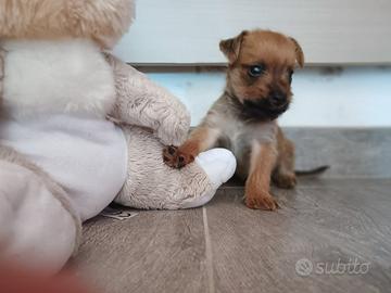 Cagnolini di piccola taglia