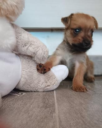 Cagnolini di piccola taglia