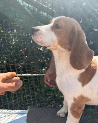 Beagle di 3 anni