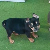 American bully crema e black and tan