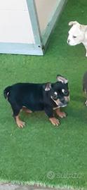 American bully crema e black and tan