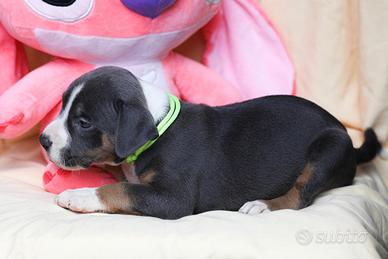 Pitbull ukc