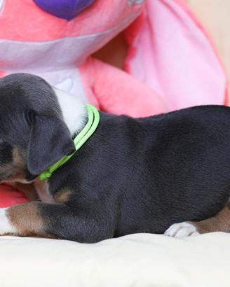 Pitbull ukc