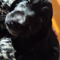 Cockerini spaniel inglese