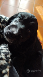 Cockerini spaniel inglese