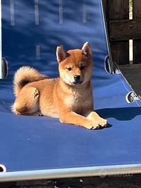 Shiba inu femmina con pedegree