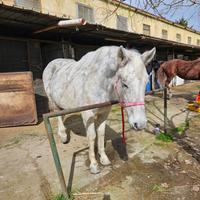 Cavalla per principianti