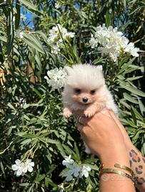 Spitz pomerania mini toy