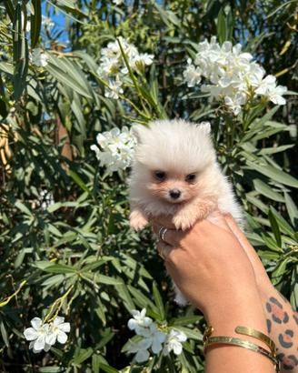 Spitz pomerania mini toy