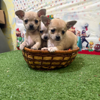 Chihuahua cuccioli maschi mini