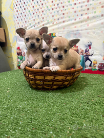 Chihuahua cuccioli maschi mini