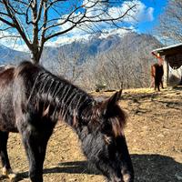 Puledra