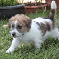 Cucciolo Jack Russell Terrier