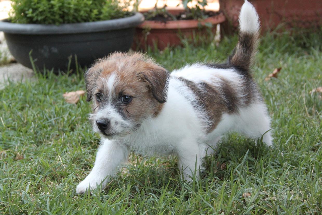 Targa in metallo con scritta PARSON RUSSELL TERRIER PL