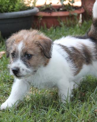 Cucciolo Jack Russell Terrier