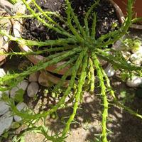 Euphorbia pianta grassa