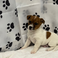 Jack Russell