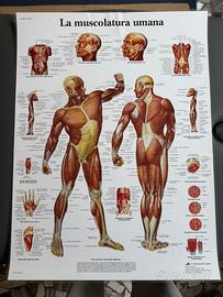 Trio di poster anatomici (58x61)